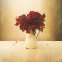 Lion And The Wolf Cardiac Hotel