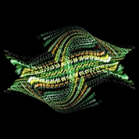 Bogus Order Zen Brakes Vol. 2