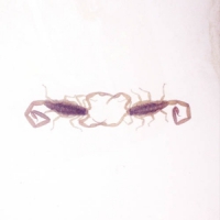 Cross Record Wabi Sabi