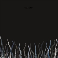 Pelican City Of Echoes