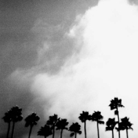 Richard Rose Radiation Breeze