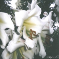 Sehnsucht (norway & Uk) 