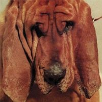 Segall, Ty Goodbye Bread