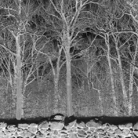 Pile Sunshine And Balance Beams (clear)