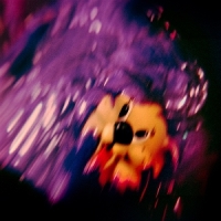 Sueno Purpura Souvenir