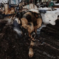 Volk, Joe + Naiare Primitive Energetics