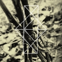 King Eider, Common Eider Shrines For The Unwanted, Respite Fo