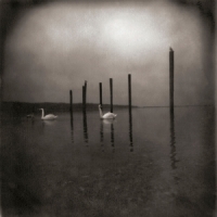 Conference Of The Birds