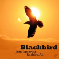 Blackbird -coloured-