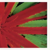 This Afternoon Malady