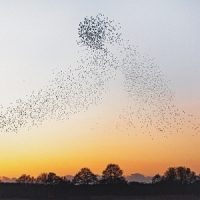 Dawn Chorus